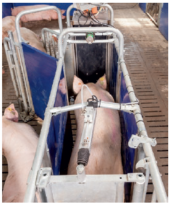 Electronic Sow Feeder