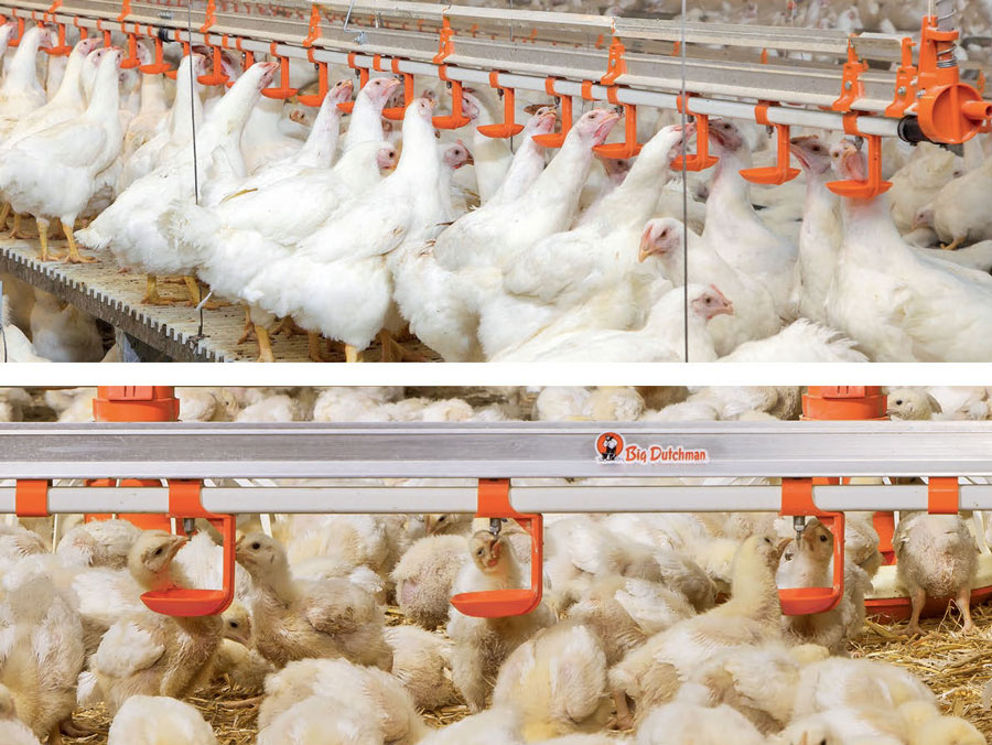 Poultry Drink Systems Poultry Drink Systems