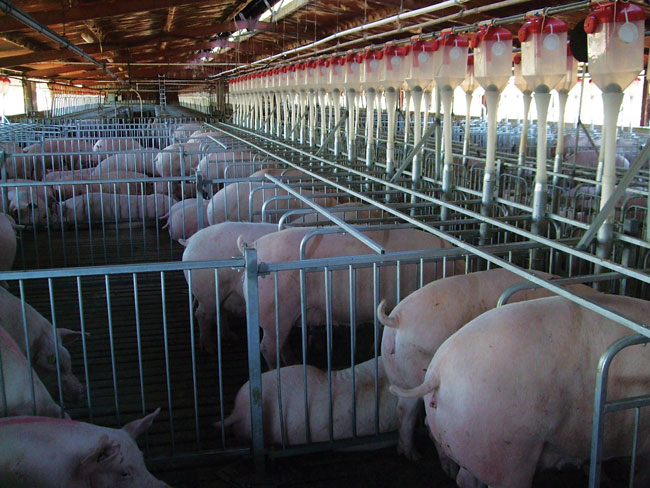 Head Stalls Head Stalls